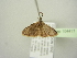  (Scopula AH03Ca - BC ZSM Lep 104417)  @13 [ ] CreativeCommons - Attribution Non-Commercial Share-Alike (2018) SNSB, Staatliche Naturwissenschaftliche Sammlungen Bayerns ZSM (SNSB, Zoologische Staatssammlung Muenchen)