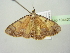 ( - BC ZSM Lep 104427)  @11 [ ] CreativeCommons - Attribution Non-Commercial Share-Alike (2018) SNSB, Staatliche Naturwissenschaftliche Sammlungen Bayerns ZSM (SNSB, Zoologische Staatssammlung Muenchen)