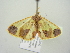  ( - BC ZSM Lep 104430)  @11 [ ] CreativeCommons - Attribution Non-Commercial Share-Alike (2018) SNSB, Staatliche Naturwissenschaftliche Sammlungen Bayerns ZSM (SNSB, Zoologische Staatssammlung Muenchen)