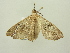  ( - BC ZSM Lep 104438)  @11 [ ] CreativeCommons - Attribution Non-Commercial Share-Alike (2018) SNSB, Staatliche Naturwissenschaftliche Sammlungen Bayerns ZSM (SNSB, Zoologische Staatssammlung Muenchen)