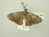  ( - BC ZSM Lep 104442)  @11 [ ] CreativeCommons - Attribution Non-Commercial Share-Alike (2018) SNSB, Staatliche Naturwissenschaftliche Sammlungen Bayerns ZSM (SNSB, Zoologische Staatssammlung Muenchen)