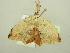  ( - BC ZSM Lep 104462)  @11 [ ] CreativeCommons - Attribution Non-Commercial Share-Alike (2018) SNSB, Staatliche Naturwissenschaftliche Sammlungen Bayerns ZSM (SNSB, Zoologische Staatssammlung Muenchen)