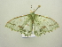  ( - BC ZSM Lep 104498)  @11 [ ] CreativeCommons - Attribution Non-Commercial Share-Alike (2018) SNSB, Staatliche Naturwissenschaftliche Sammlungen Bayerns ZSM (SNSB, Zoologische Staatssammlung Muenchen)