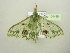  ( - BC ZSM Lep 104499)  @11 [ ] CreativeCommons - Attribution Non-Commercial Share-Alike (2018) SNSB, Staatliche Naturwissenschaftliche Sammlungen Bayerns ZSM (SNSB, Zoologische Staatssammlung Muenchen)