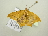  ( - BC ZSM Lep 104501)  @11 [ ] CreativeCommons - Attribution Non-Commercial Share-Alike (2018) SNSB, Staatliche Naturwissenschaftliche Sammlungen Bayerns ZSM (SNSB, Zoologische Staatssammlung Muenchen)