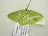  ( - BC ZSM Lep 104502)  @11 [ ] CreativeCommons - Attribution Non-Commercial Share-Alike (2018) SNSB, Staatliche Naturwissenschaftliche Sammlungen Bayerns ZSM (SNSB, Zoologische Staatssammlung Muenchen)