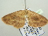  ( - BC ZSM Lep 104567)  @11 [ ] CreativeCommons - Attribution Non-Commercial Share-Alike (2018) SNSB, Staatliche Naturwissenschaftliche Sammlungen Bayerns ZSM (SNSB, Zoologische Staatssammlung Muenchen)