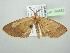  ( - BC ZSM Lep 104583)  @11 [ ] CreativeCommons - Attribution Non-Commercial Share-Alike (2018) SNSB, Staatliche Naturwissenschaftliche Sammlungen Bayerns ZSM (SNSB, Zoologische Staatssammlung Muenchen)