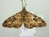  ( - BC ZSM Lep 104587)  @11 [ ] CreativeCommons - Attribution Non-Commercial Share-Alike (2018) SNSB, Staatliche Naturwissenschaftliche Sammlungen Bayerns ZSM (SNSB, Zoologische Staatssammlung Muenchen)