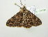  ( - BC ZSM Lep 104588)  @11 [ ] CreativeCommons - Attribution Non-Commercial Share-Alike (2018) SNSB, Staatliche Naturwissenschaftliche Sammlungen Bayerns ZSM (SNSB, Zoologische Staatssammlung Muenchen)