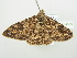  ( - BC ZSM Lep 104589)  @11 [ ] CreativeCommons - Attribution Non-Commercial Share-Alike (2018) SNSB, Staatliche Naturwissenschaftliche Sammlungen Bayerns ZSM (SNSB, Zoologische Staatssammlung Muenchen)