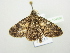  ( - BC ZSM Lep 104590)  @11 [ ] CreativeCommons - Attribution Non-Commercial Share-Alike (2018) SNSB, Staatliche Naturwissenschaftliche Sammlungen Bayerns ZSM (SNSB, Zoologische Staatssammlung Muenchen)