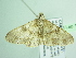  ( - BC ZSM Lep 104614)  @11 [ ] CreativeCommons - Attribution Non-Commercial Share-Alike (2018) SNSB, Staatliche Naturwissenschaftliche Sammlungen Bayerns ZSM (SNSB, Zoologische Staatssammlung Muenchen)