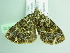  ( - BC ZSM Lep 104615)  @11 [ ] CreativeCommons - Attribution Non-Commercial Share-Alike (2018) SNSB, Staatliche Naturwissenschaftliche Sammlungen Bayerns ZSM (SNSB, Zoologische Staatssammlung Muenchen)
