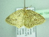  ( - BC ZSM Lep 104617)  @11 [ ] CreativeCommons - Attribution Non-Commercial Share-Alike (2018) SNSB, Staatliche Naturwissenschaftliche Sammlungen Bayerns ZSM (SNSB, Zoologische Staatssammlung Muenchen)