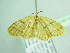  ( - BC ZSM Lep 104618)  @13 [ ] CreativeCommons - Attribution Non-Commercial Share-Alike (2018) SNSB, Staatliche Naturwissenschaftliche Sammlungen Bayerns ZSM (SNSB, Zoologische Staatssammlung Muenchen)