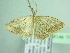  ( - BC ZSM Lep 104619)  @11 [ ] CreativeCommons - Attribution Non-Commercial Share-Alike (2018) SNSB, Staatliche Naturwissenschaftliche Sammlungen Bayerns ZSM (SNSB, Zoologische Staatssammlung Muenchen)