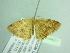  ( - BC ZSM Lep 104621)  @11 [ ] CreativeCommons - Attribution Non-Commercial Share-Alike (2018) SNSB, Staatliche Naturwissenschaftliche Sammlungen Bayerns ZSM (SNSB, Zoologische Staatssammlung Muenchen)