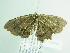  ( - BC ZSM Lep 104626)  @11 [ ] CreativeCommons - Attribution Non-Commercial Share-Alike (2018) SNSB, Staatliche Naturwissenschaftliche Sammlungen Bayerns ZSM (SNSB, Zoologische Staatssammlung Muenchen)