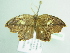  ( - BC ZSM Lep 104633)  @13 [ ] CreativeCommons - Attribution Non-Commercial Share-Alike (2018) SNSB, Staatliche Naturwissenschaftliche Sammlungen Bayerns ZSM (SNSB, Zoologische Staatssammlung Muenchen)