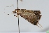  ( - BC ZSM Lep 103518)  @12 [ ] CreativeCommons - Attribution Non-Commercial Share-Alike (2018) SNSB, Staatliche Naturwissenschaftliche Sammlungen Bayerns ZSM (SNSB, Zoologische Staatssammlung Muenchen)