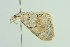  ( - BC ZSM Lep 103623)  @12 [ ] CreativeCommons - Attribution Non-Commercial Share-Alike (2018) SNSB, Staatliche Naturwissenschaftliche Sammlungen Bayerns ZSM (SNSB, Zoologische Staatssammlung Muenchen)