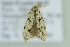 ( - BC ZSM Lep 103629)  @12 [ ] CreativeCommons - Attribution Non-Commercial Share-Alike (2018) SNSB, Staatliche Naturwissenschaftliche Sammlungen Bayerns ZSM (SNSB, Zoologische Staatssammlung Muenchen)