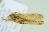  ( - BC ZSM Lep 103654)  @11 [ ] CreativeCommons - Attribution Non-Commercial Share-Alike (2018) SNSB, Staatliche Naturwissenschaftliche Sammlungen Bayerns ZSM (SNSB, Zoologische Staatssammlung Muenchen)