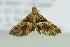  ( - BC ZSM Lep 103683)  @11 [ ] CreativeCommons - Attribution Non-Commercial Share-Alike (2018) SNSB, Staatliche Naturwissenschaftliche Sammlungen Bayerns ZSM (SNSB, Zoologische Staatssammlung Muenchen)
