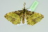  ( - BC ZSM Lep 103702)  @13 [ ] CreativeCommons - Attribution Non-Commercial Share-Alike (2018) SNSB, Staatliche Naturwissenschaftliche Sammlungen Bayerns ZSM (SNSB, Zoologische Staatssammlung Muenchen)