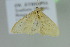  ( - BC ZSM Lep 103705)  @12 [ ] CreativeCommons - Attribution Non-Commercial Share-Alike (2018) SNSB, Staatliche Naturwissenschaftliche Sammlungen Bayerns ZSM (SNSB, Zoologische Staatssammlung Muenchen)