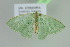  ( - BC ZSM Lep 103716)  @11 [ ] CreativeCommons - Attribution Non-Commercial Share-Alike (2018) SNSB, Staatliche Naturwissenschaftliche Sammlungen Bayerns ZSM (SNSB, Zoologische Staatssammlung Muenchen)