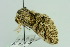  ( - BC ZSM Lep 103728)  @13 [ ] CreativeCommons - Attribution Non-Commercial Share-Alike (2018) SNSB, Staatliche Naturwissenschaftliche Sammlungen Bayerns ZSM (SNSB, Zoologische Staatssammlung Muenchen)