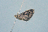  ( - BC ZSM Lep 103746)  @11 [ ] CreativeCommons - Attribution Non-Commercial Share-Alike (2018) SNSB, Staatliche Naturwissenschaftliche Sammlungen Bayerns ZSM (SNSB, Zoologische Staatssammlung Muenchen)