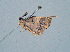  ( - BC ZSM Lep 103747)  @11 [ ] CreativeCommons - Attribution Non-Commercial Share-Alike (2018) SNSB, Staatliche Naturwissenschaftliche Sammlungen Bayerns ZSM (SNSB, Zoologische Staatssammlung Muenchen)