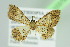  ( - BC ZSM Lep 103753)  @11 [ ] CreativeCommons - Attribution Non-Commercial Share-Alike (2018) SNSB, Staatliche Naturwissenschaftliche Sammlungen Bayerns ZSM (SNSB, Zoologische Staatssammlung Muenchen)