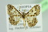  ( - BC ZSM Lep 103758)  @11 [ ] CreativeCommons - Attribution Non-Commercial Share-Alike (2018) SNSB, Staatliche Naturwissenschaftliche Sammlungen Bayerns ZSM (SNSB, Zoologische Staatssammlung Muenchen)