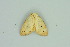  ( - BC ZSM Lep 103920)  @11 [ ] CreativeCommons - Attribution Non-Commercial Share-Alike (2018) SNSB, Staatliche Naturwissenschaftliche Sammlungen Bayerns ZSM (SNSB, Zoologische Staatssammlung Muenchen)