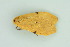  ( - BC ZSM Lep 103937)  @11 [ ] CreativeCommons - Attribution Non-Commercial Share-Alike (2018) SNSB, Staatliche Naturwissenschaftliche Sammlungen Bayerns ZSM (SNSB, Zoologische Staatssammlung Muenchen)