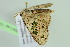  ( - BC ZSM Lep 103987)  @11 [ ] CreativeCommons - Attribution Non-Commercial Share-Alike (2018) SNSB, Staatliche Naturwissenschaftliche Sammlungen Bayerns ZSM (SNSB, Zoologische Staatssammlung Muenchen)
