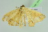  ( - BC ZSM Lep 104002)  @11 [ ] CreativeCommons - Attribution Non-Commercial Share-Alike (2018) SNSB, Staatliche Naturwissenschaftliche Sammlungen Bayerns ZSM (SNSB, Zoologische Staatssammlung Muenchen)