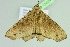  ( - BC ZSM Lep 104004)  @11 [ ] CreativeCommons - Attribution Non-Commercial Share-Alike (2018) SNSB, Staatliche Naturwissenschaftliche Sammlungen Bayerns ZSM (SNSB, Zoologische Staatssammlung Muenchen)