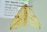  ( - BC ZSM Lep 104028)  @11 [ ] CreativeCommons - Attribution Non-Commercial Share-Alike (2018) SNSB, Staatliche Naturwissenschaftliche Sammlungen Bayerns ZSM (SNSB, Zoologische Staatssammlung Muenchen)