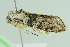  ( - BC ZSM Lep 104056)  @11 [ ] CreativeCommons - Attribution Non-Commercial Share-Alike (2018) SNSB, Staatliche Naturwissenschaftliche Sammlungen Bayerns ZSM (SNSB, Zoologische Staatssammlung Muenchen)