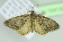  ( - BC ZSM Lep 104132)  @13 [ ] CreativeCommons - Attribution Non-Commercial Share-Alike (2018) SNSB, Staatliche Naturwissenschaftliche Sammlungen Bayerns ZSM (SNSB, Zoologische Staatssammlung Muenchen)