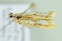  ( - BC ZSM Lep 104147)  @11 [ ] CreativeCommons - Attribution Non-Commercial Share-Alike (2018) SNSB, Staatliche Naturwissenschaftliche Sammlungen Bayerns ZSM (SNSB, Zoologische Staatssammlung Muenchen)