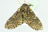  ( - BC ZSM Lep 104172)  @13 [ ] CreativeCommons - Attribution Non-Commercial Share-Alike (2018) SNSB, Staatliche Naturwissenschaftliche Sammlungen Bayerns ZSM (SNSB, Zoologische Staatssammlung Muenchen)