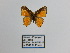  ( - CP Lep 1276)  @11 [ ] CreativeCommons - Attribution Non-Commercial Share-Alike (2018) SNSB, Staatliche Naturwissenschaftliche Sammlungen Bayerns ZSM (SNSB, Zoologische Staatssammlung Muenchen)