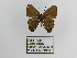  ( - CP Lep 1349)  @11 [ ] CreativeCommons - Attribution Non-Commercial Share-Alike (2018) SNSB, Staatliche Naturwissenschaftliche Sammlungen Bayerns ZSM (SNSB, Zoologische Staatssammlung Muenchen)