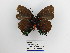  ( - CP Lep 1359)  @11 [ ] CreativeCommons - Attribution Non-Commercial Share-Alike (2018) SNSB, Staatliche Naturwissenschaftliche Sammlungen Bayerns ZSM (SNSB, Zoologische Staatssammlung Muenchen)